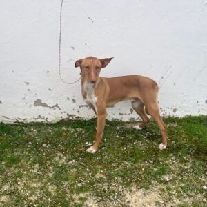 29 PODENCO