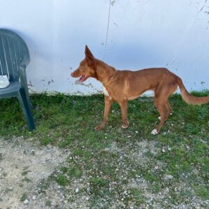 64 PODENCO