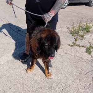 126 PASTOR DEL CAUCASO