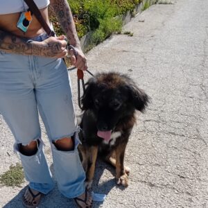 127 PASTOR DEL CAUCASO