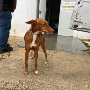 222 PODENCO