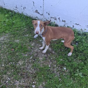 271  PODENCO