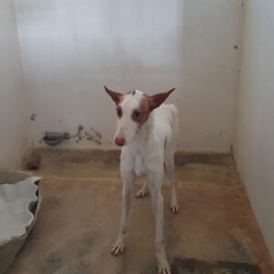 17 PODENCO